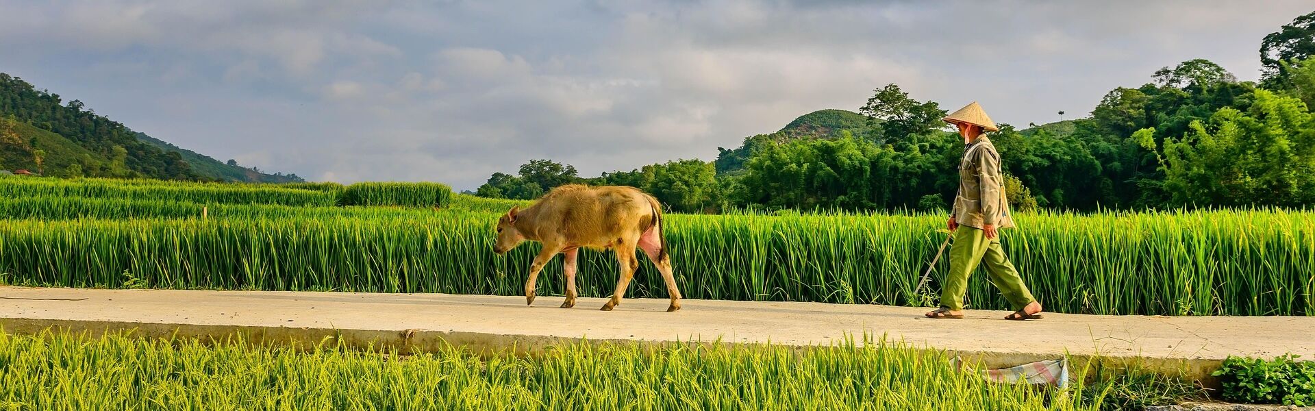 Lush Pakse countryside landscape on a Pakse Travel banner by Legend Tours Group.
